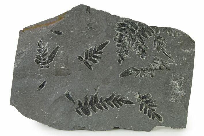 Carboniferous Fossil Fern (Odontopteris) Plate - France #338454